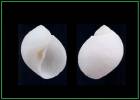 Eunaticina africana