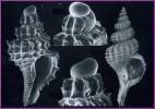 Trophonopsis muricatus