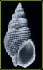 Nassarius wolffi