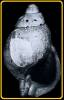 Liomesus dalei