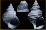 Buccinum abyssorum