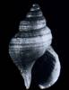 Buccinum oblitum