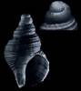 Buccinum kjennerudae