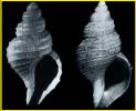Mohnia parva