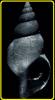 Mohnia simplex