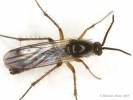 Greenomyia mongolica