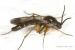 Greenomyia mongolica