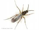 Greenomyia mongolica