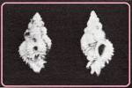 Favartia marjoriae