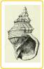 Buccinum glaciale parallellum