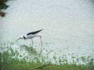 Himantopus leucocephalus