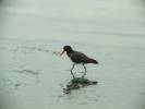 Haematopus longirostris - ústřičník dlouhozobý