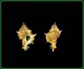 Hexaplex varius clausii