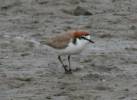 Charadrius ruficapillus - Red-capped Plover