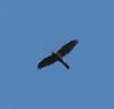Accipiter cirrocephalus