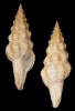 Polygona bernadensis