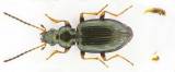 Bembidion deletum deletum