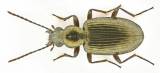 Bembidion punctulatum - šídlatec tečkovaný
