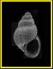 Crisilla semistriata