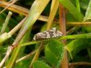 Celypha cespitana