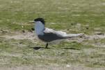 Thalasseus bergii - Greater Crested Tern