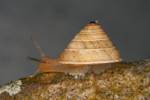 Trochoidea elegans - Elegant Helicellid