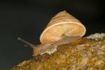 Trochoidea elegans - Elegant Helicellid
