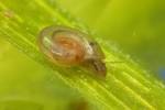 Gyraulus chinensis