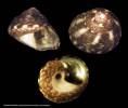 Gibbula racketti