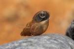 Galba truncatula - plovatka malá