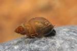 Galba truncatula - plovatka malá