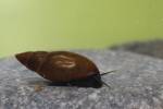 Aplexa hypnorum - Moss Bladder Snail