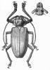 Rhaphipodus taprobanicus
