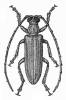 Philus globulicollis