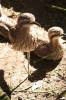 Burhinus grallarius - Bush Stone-curlew