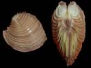 Circomphalus foliaceolamellosus