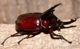 Augosoma centaurus - Centaurus beetle