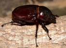 Augosoma centaurus - Centaurus beetle