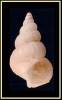 Epitonium dendrophylliae