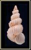 Epitonium hispidulum