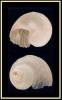 Iphitus tenuisculptus