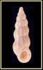 Opalia hellenica