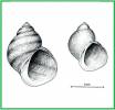 Lacuna vincta