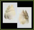 Nassarius wolffi