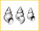 Ecrobia ventrosa - Spire Shell