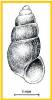 Hydrobia neglecta