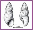 Hyala vitrea