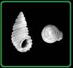 Stosicia annulata