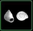 Stenothyra polita