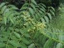 Ailanthus altissima - pajasan žláznatý